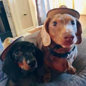 Meet your Posher, Janet